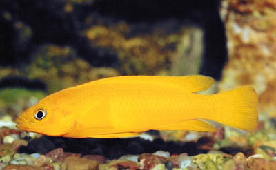 Neolamprologus longior